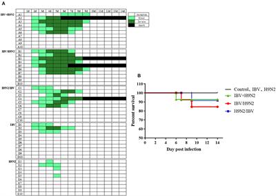 Infectious Bronchitis Virus Infection Increases Pathogenicity of H9N2 Avian Influenza Virus by Inducing Severe Inflammatory Response